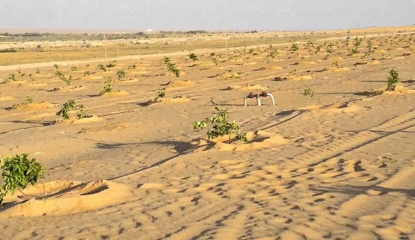 سيناء صحراء بالصور.. «سينما