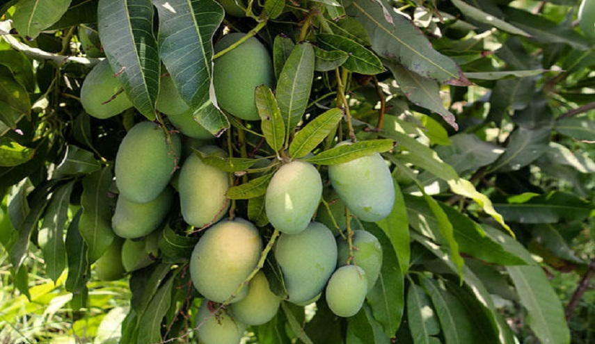 موسم قطف المانجو الأخضر في ايران