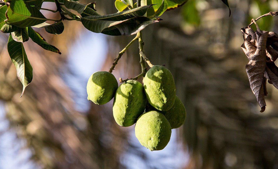 المانجو الأخضر في ايران