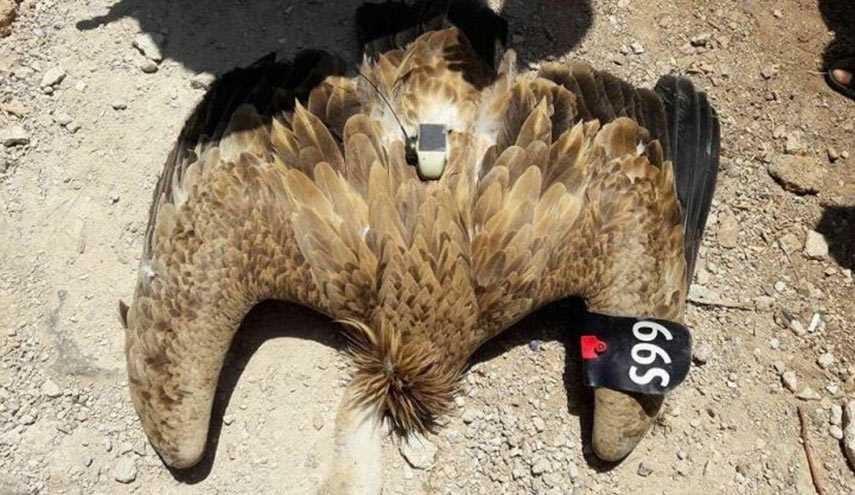 القبض على "النسر المتجسس" بدرعا.. وهذه التفاصيل+ صورة