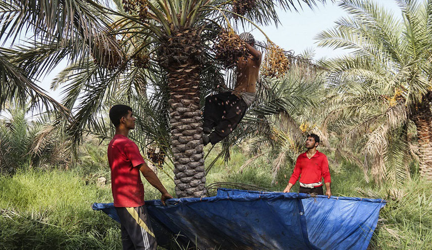 بدء موسم حصاد التمر في مدينة استعمران بمحافظة خوزستان