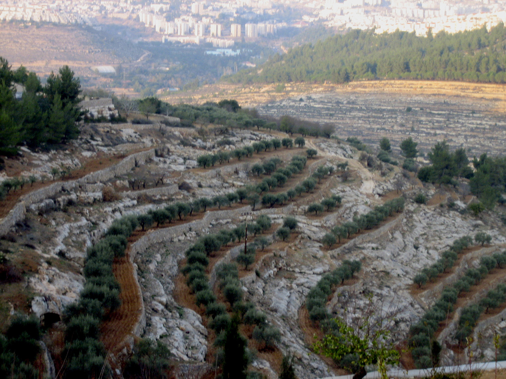نمودهاي طبيعي زمين در فلسطين