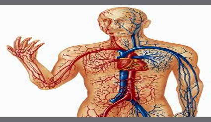 الإنسان يمكنه أن يعيش بدون رئة.. اليك أعضاء في  جسمك يمكنك الاستغناء عنها؟!