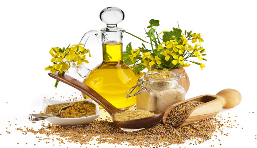 خبر صادم لمستخدي زيت الكانولا في الطعام