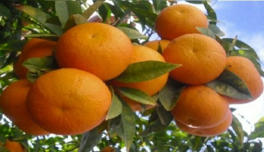 بالصور.. النهر الاصفر في ديالى