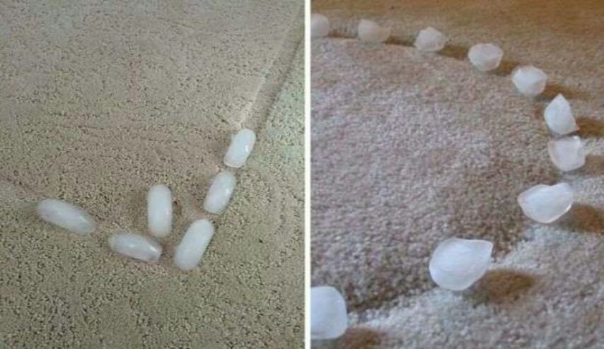 لهذا السبب غير المتوقع.. ضعوا مكعبات الثلج على السجادة!