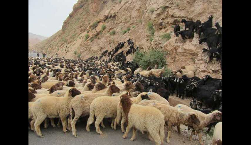 بالصور.. "مثرمة الغنم" على طريق خانقين