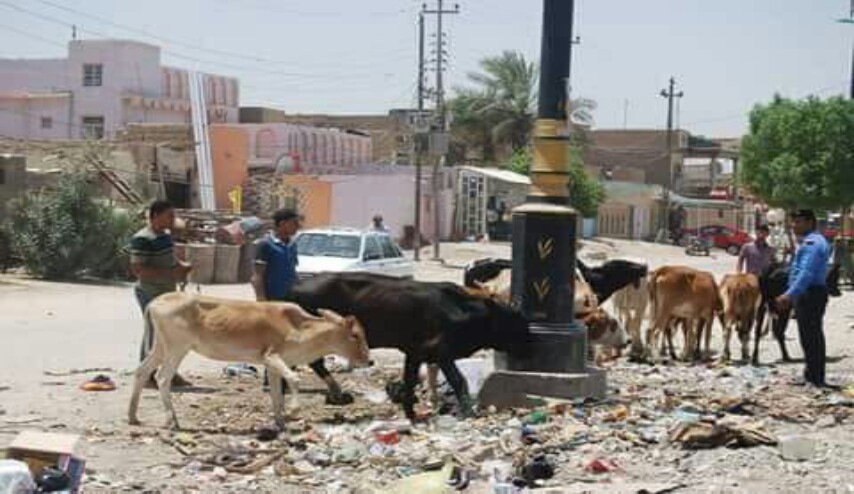 العراق: محافظ واسط يوجه بعدم شراء اللحوم لمدة سبعة أيام