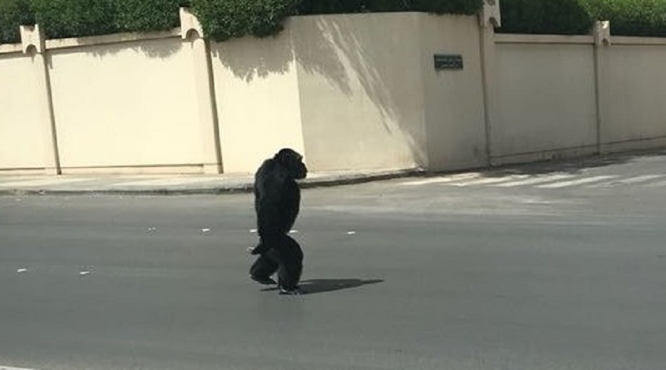 غوريلا هائجة تروّع الرياض!