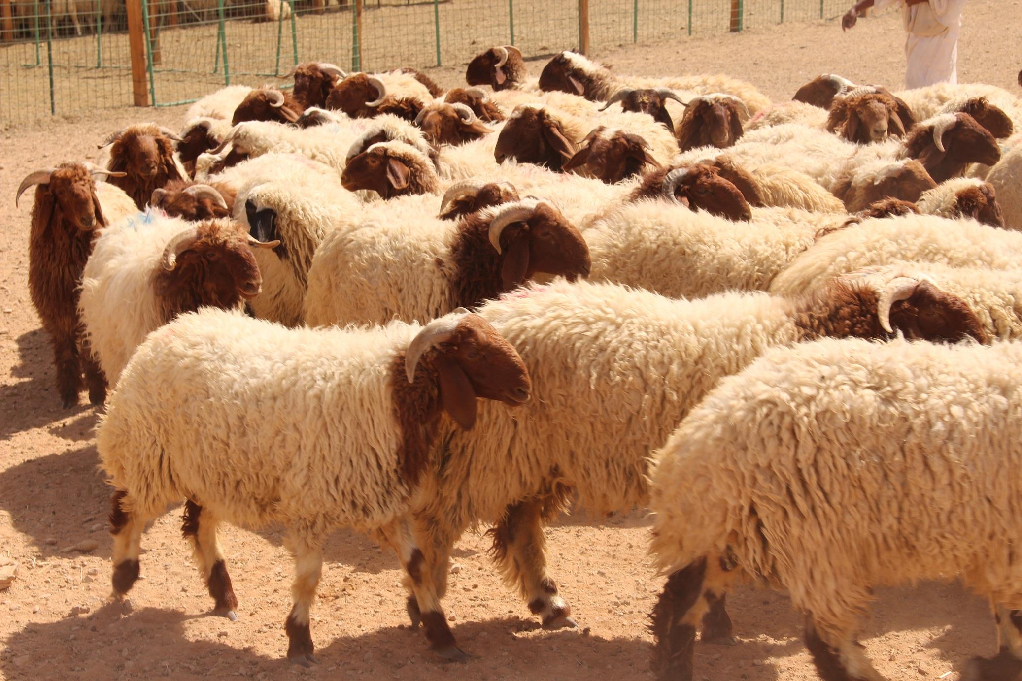 هل ستقدمون أضحية في عيد الأضحى لهذا العام؟ إليكم أحكامها..