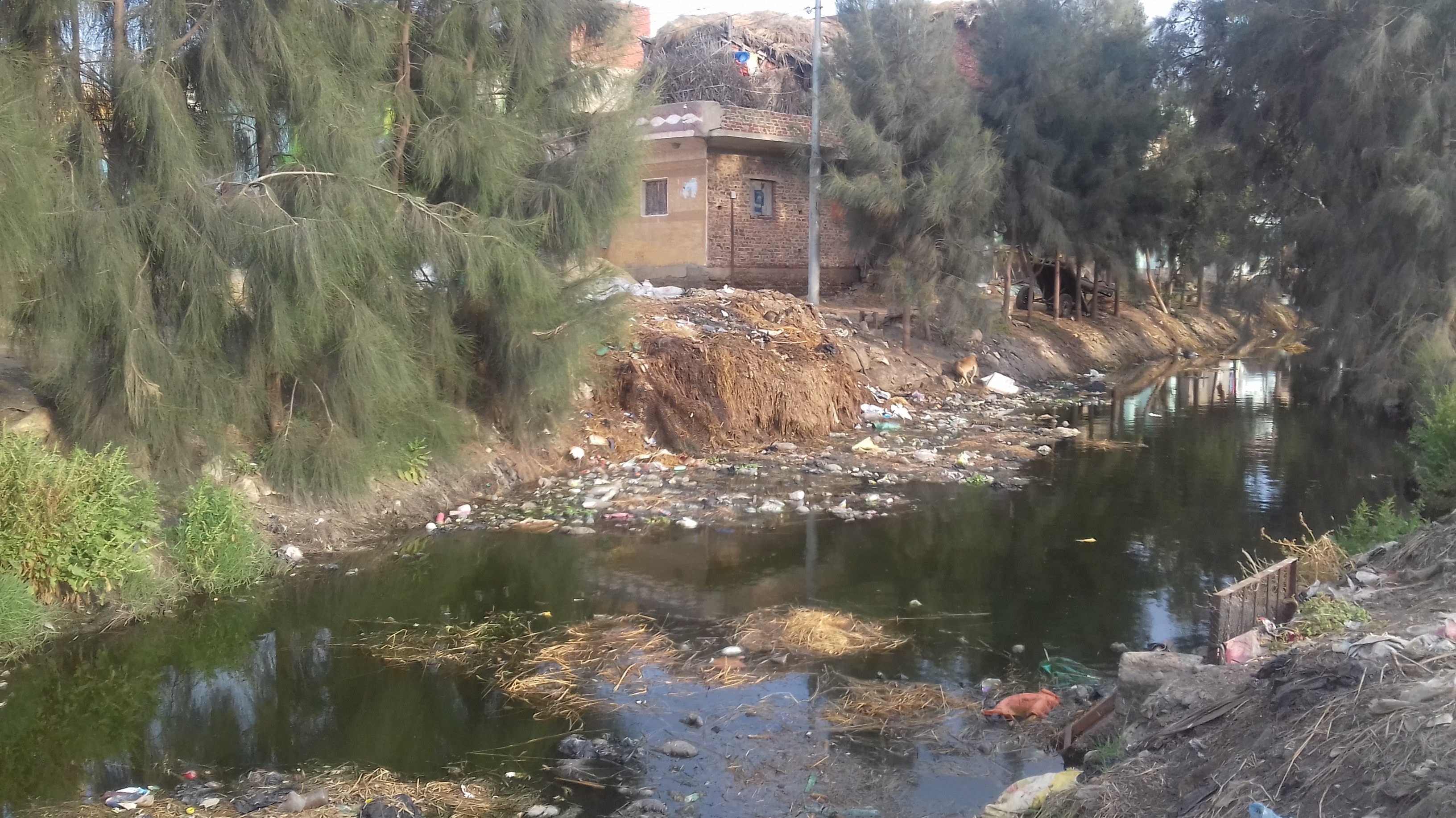 تسمم آلاف الجزائريين بسبب خضراوات ملوثة