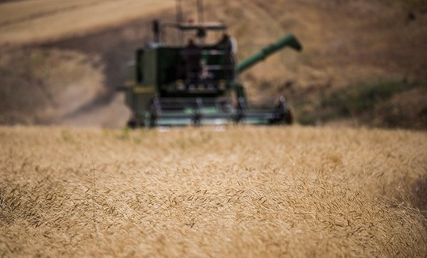 بالصور .. موسم حصاد القمح في غرب إيران