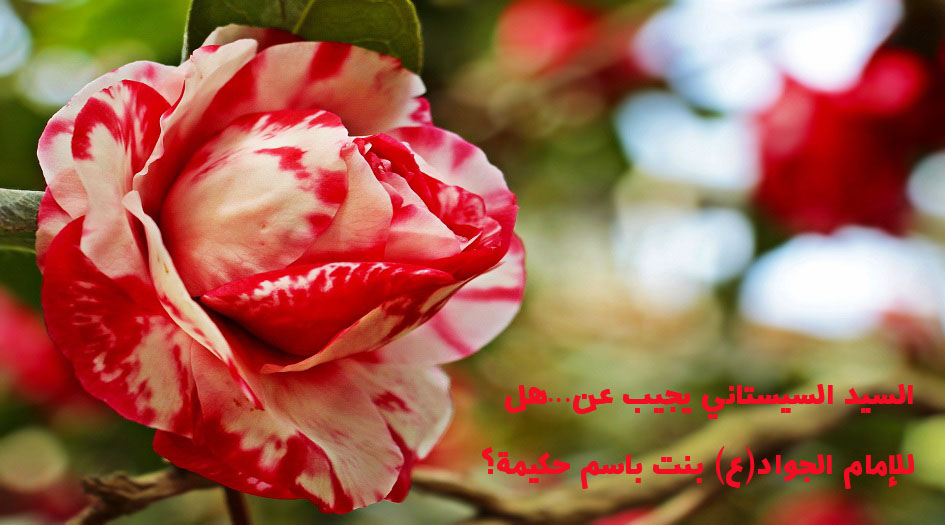 السيد السيستاني يجيب عن...هل للإمام الجواد(ع) بنت بإسم حكيمة؟ 