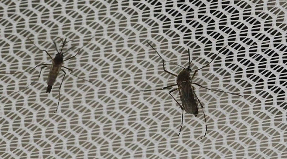 بالفيديو... حشرات غريبة تجتاح السعودية والعراق وسوريا