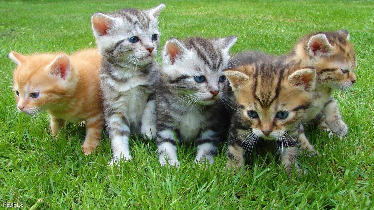 أستراليا تقتل مليوني قطة.. وعاصفة غضب عالمية