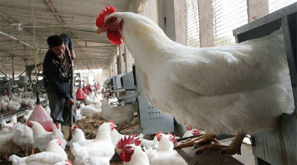 الزراعة توضح حقيقة ظهور اصابات بمرض انفلونزا الطيور في العراق