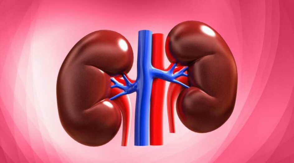 7 عادات سيئة تؤذي الكليتين ولكنكم تفعلونها كل يوم