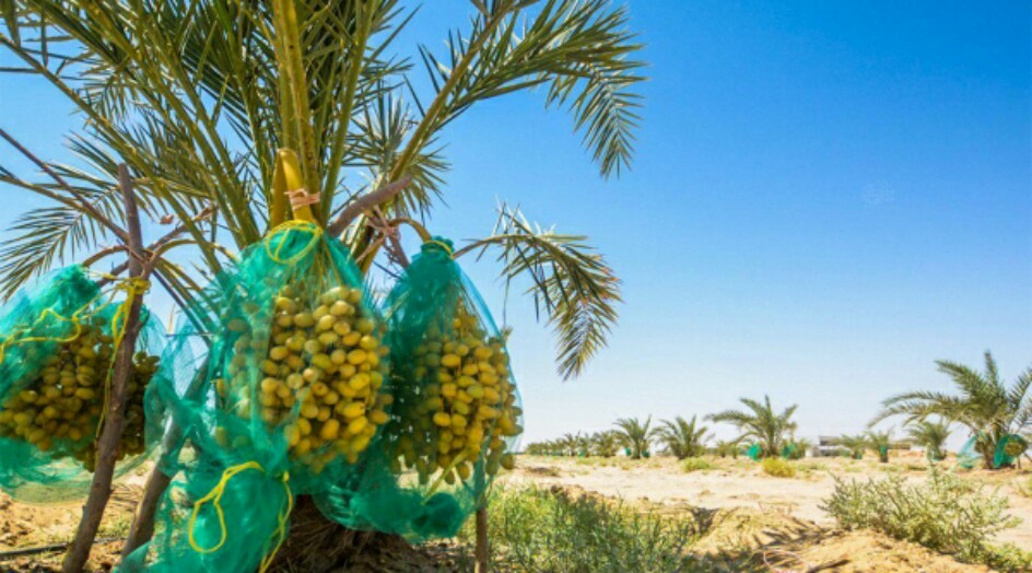 إنتاج تمور عراقية من الأصناف النادرة
