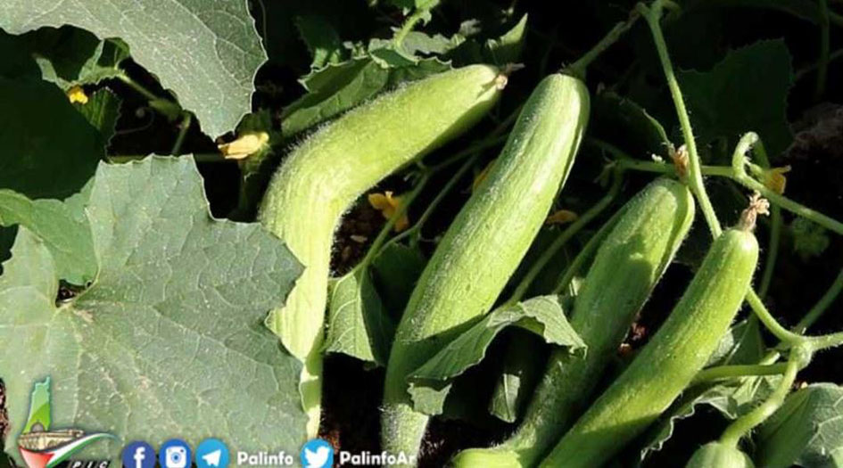 بالصور ....الفقوس في دير بلوط.. لوحة خضراء تقاوم الاستيطان