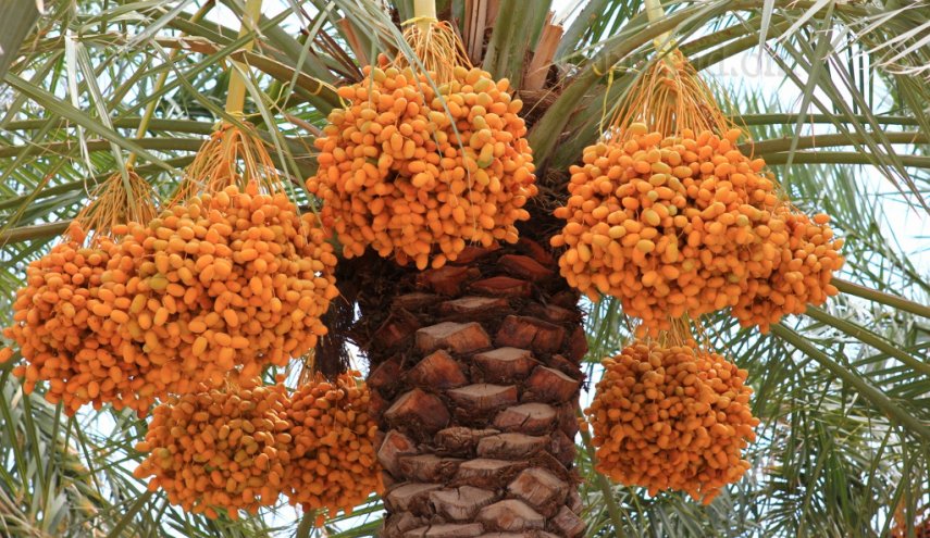 ماذا يحصل للجسم عند تناول التمور يوميا