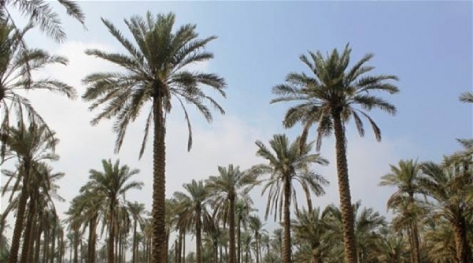 الزراعة العراقية تكشف مرجعية قرار إنشاء مركز للنخيل