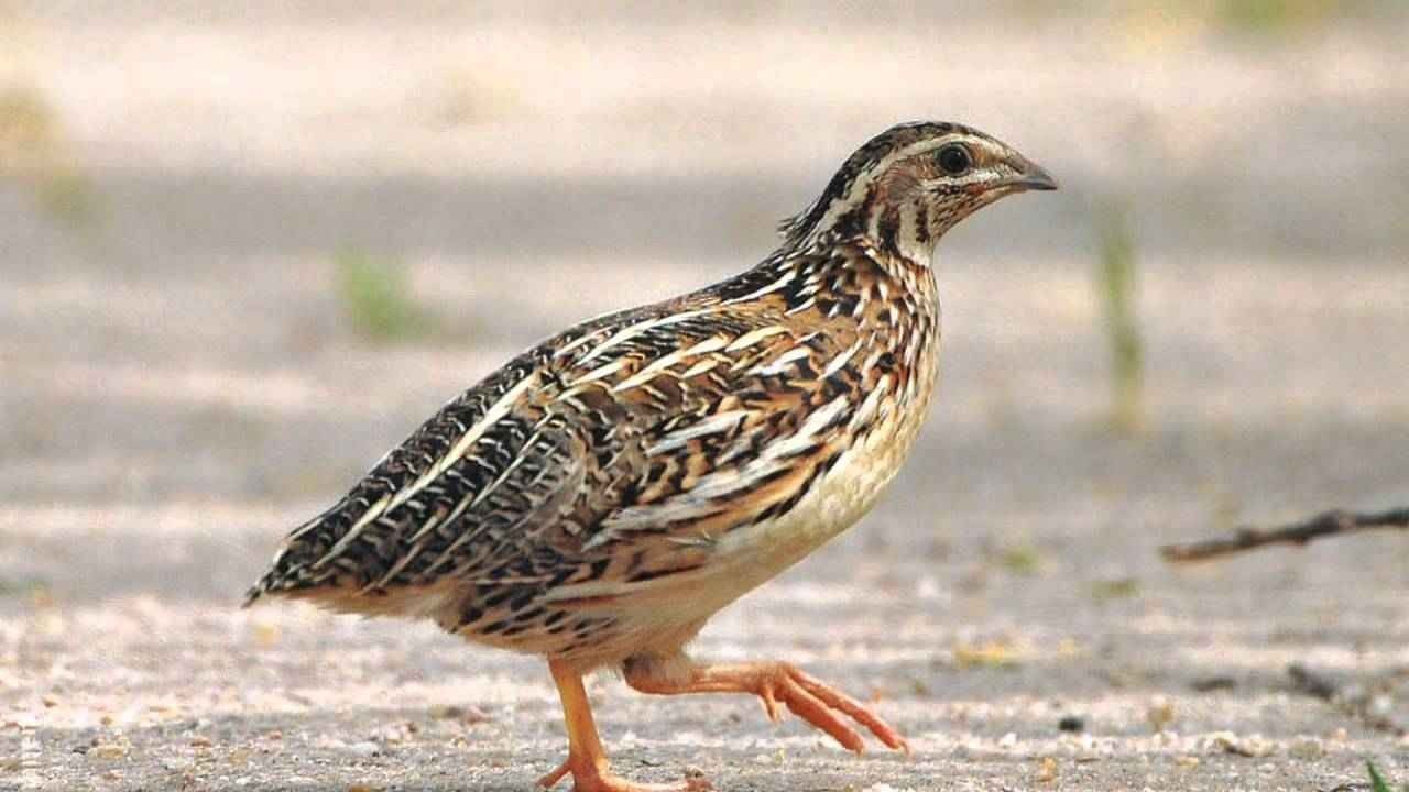 مالم تسمعه آذانك عن فوائد بيض السمان للأطفال