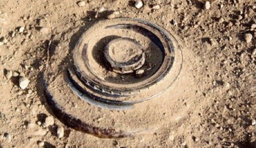 الحشرة البديلة للكلاب في كشف المخدرات والألغام