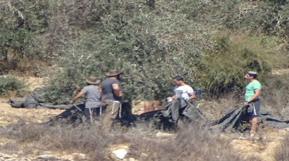 الصهاينة يسرقون محاصيل الفلسطينيين من الزيتون