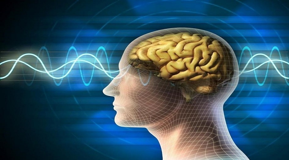 بروتين في دماغ الإنسان يحميه من ألزهايمر