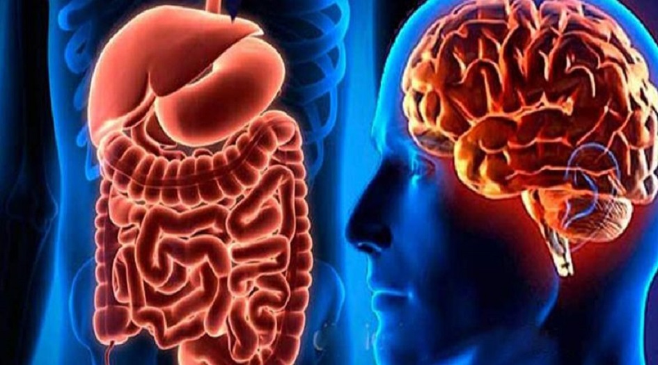 اكتشاف جديد حول علاقة الأمعاء بالدماغ ؟ 