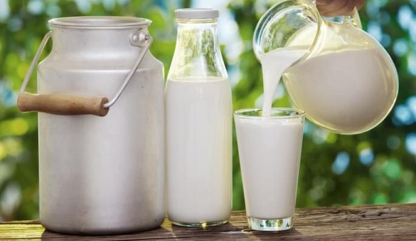 حليب الأبقار الطازج خطر على صحة الإنسان
