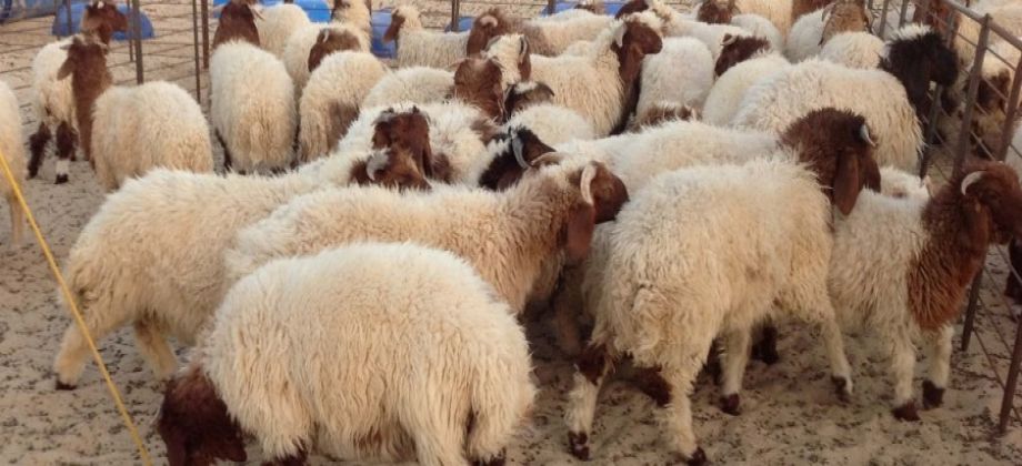 نصائح لاختيار الأضحية المناسبة في زمن كورونا