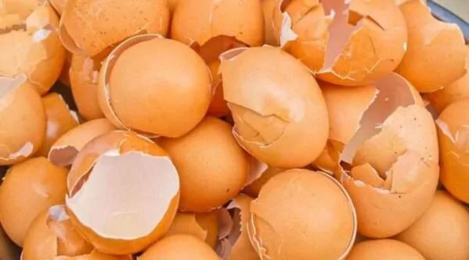 فوائد قشر البيض .. ربما تتخلص من كنز وأنت لاتدري!