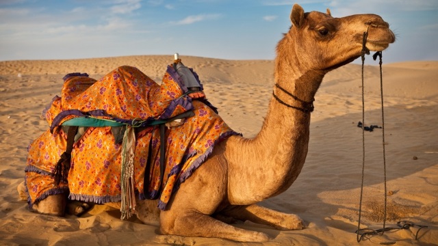 هل يحمل الجمل علاج كورونا؟