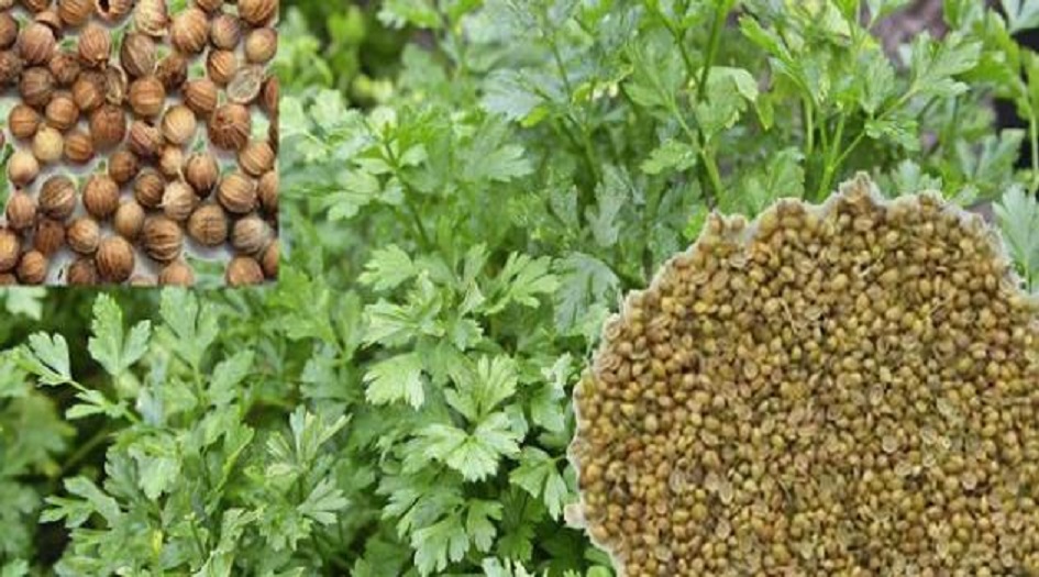 مشروب الكزبرة الجافة يقضي على 12 مشكلة صحية