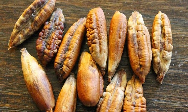 نواة التمر.. غذاء مفيد و 