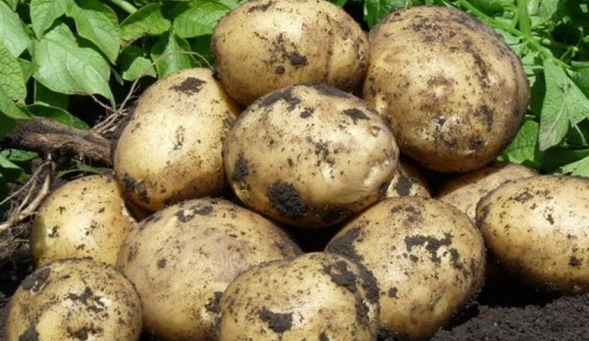 لماذا يجب تناول البطاطا من دون ملح؟