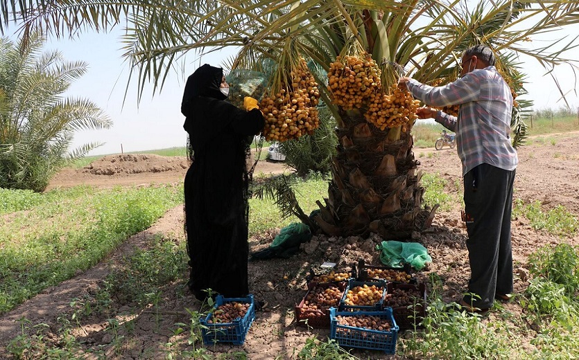 بالصور.. بدء موسم حصاد التمر في مدينة شوشتر الايرانية
