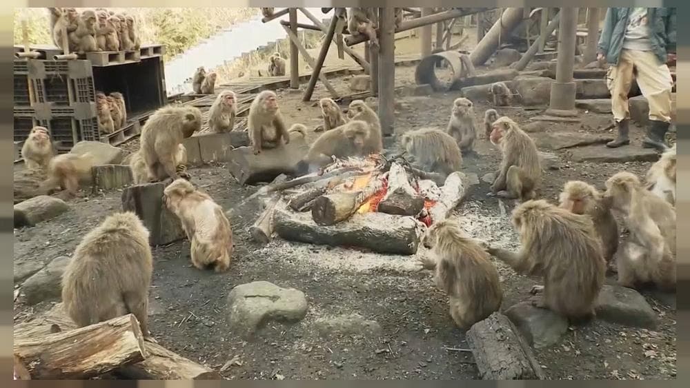 حكايت ميمون‌هاي ژاپني و سيب‌زميني تنوري 