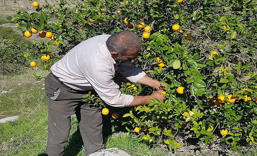 بالصور .. حصاد الحمضيات في بساتين محافظة كهكيلوية وبوير احمد الايرانية