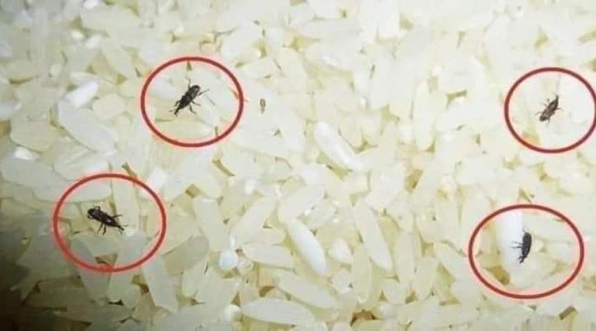 خنافس الأرز.. هل تعلم من أين تأتي؟