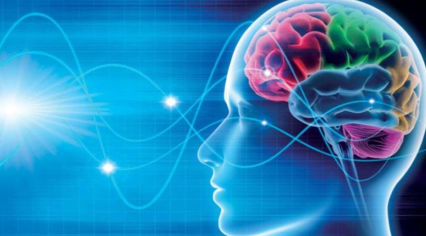 الكشف عن "شبكة اللغة العالمية" في الدماغ