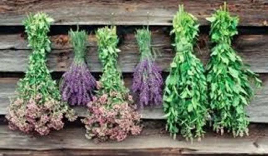 5 نباتات للتغلب على مشاكل الجهاز الهضمي