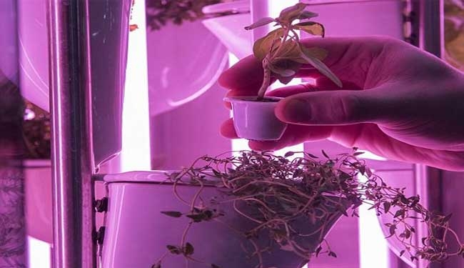 علماء يبتكرون آلة ذكية جديدة لزراعة الأعشاب والخضراوات
