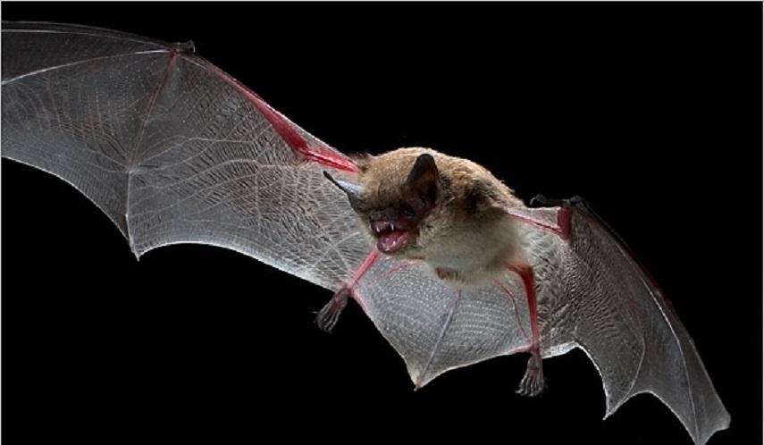 لأول مرة في البرازيل.. الخفافيش تمص دم الإنسان
