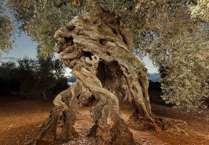 شجرة زيتون إسبانية عمرها ألف عام.. ما هو سر لذّة زيتها؟