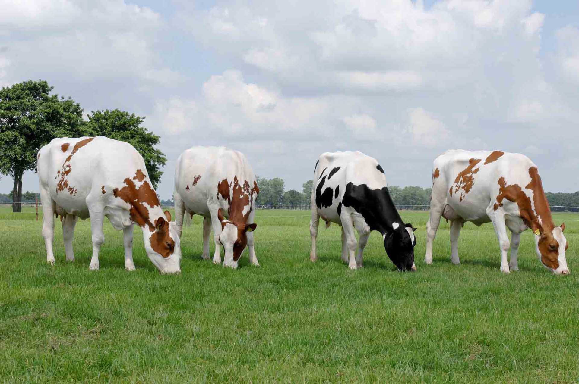 علماء صينيون يستنسخون ماشية "تقاوم مرض السل البقري"
