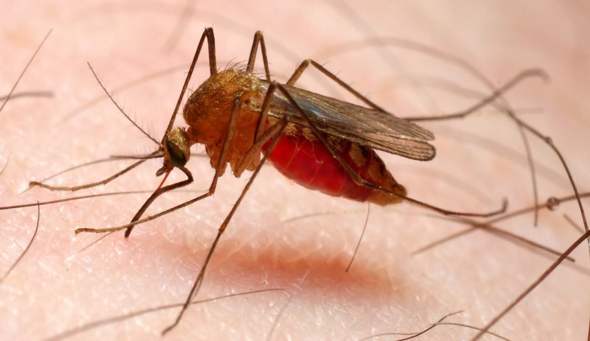 بكتيريا مقاومة للعقاقير تهدد السيطرة على الملاريا
