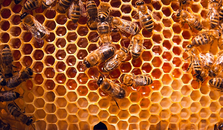 فوائد مذهلة للعسل