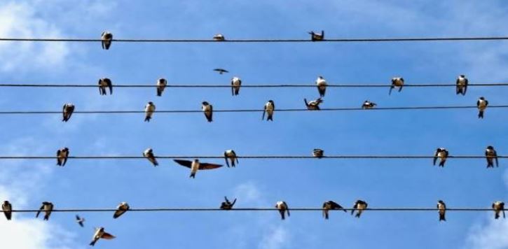 لم لا تصعق الطيور التي تقف على أسلاك الكهرباء؟